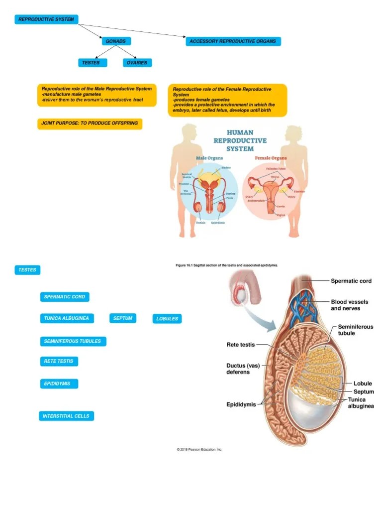 556 Chapter 28 The Reproductive System Concept Map Answers Reproductive System Concept Map PDF Uterus Reproductive System