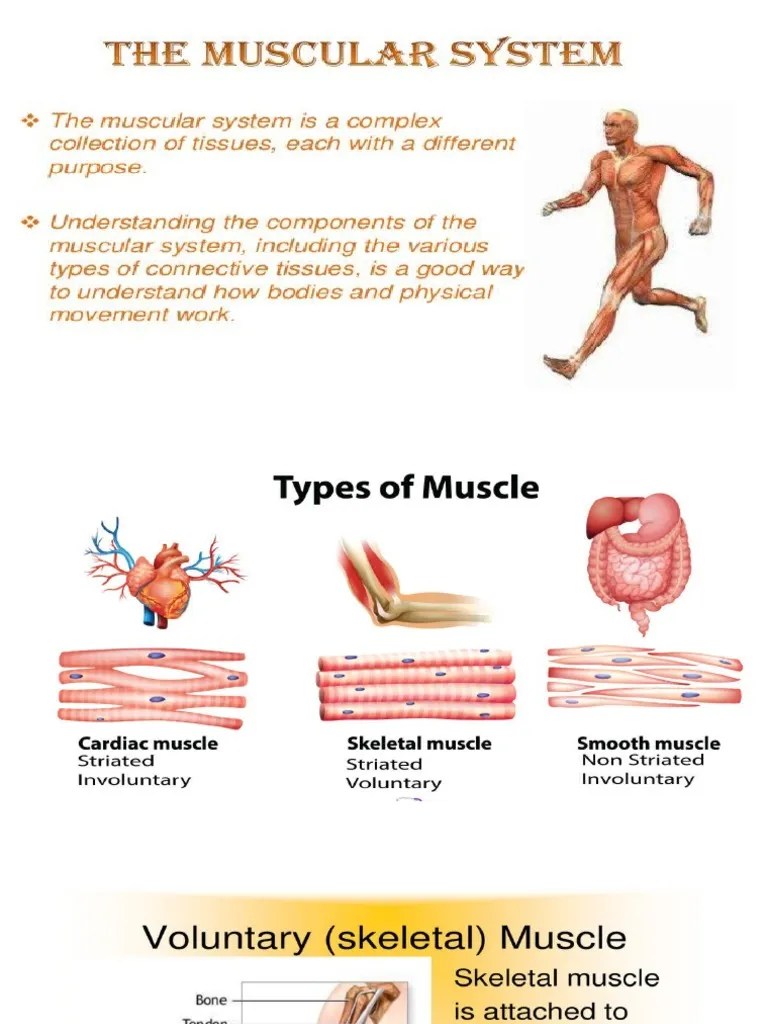 Muscular System | PDF