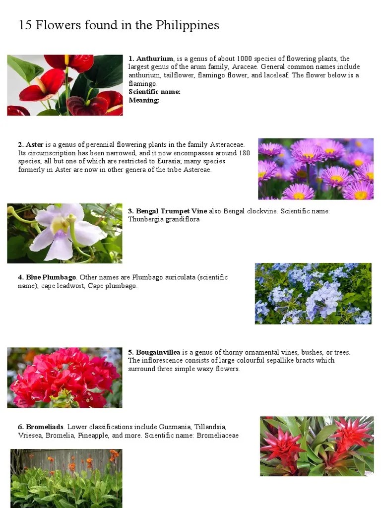 List of Flowers in The Philippines PDF Garden Plants Botany