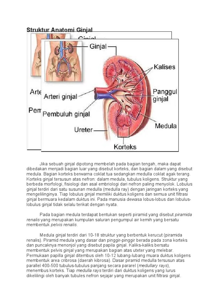 Struktur Anatomi Ginjal | PDF