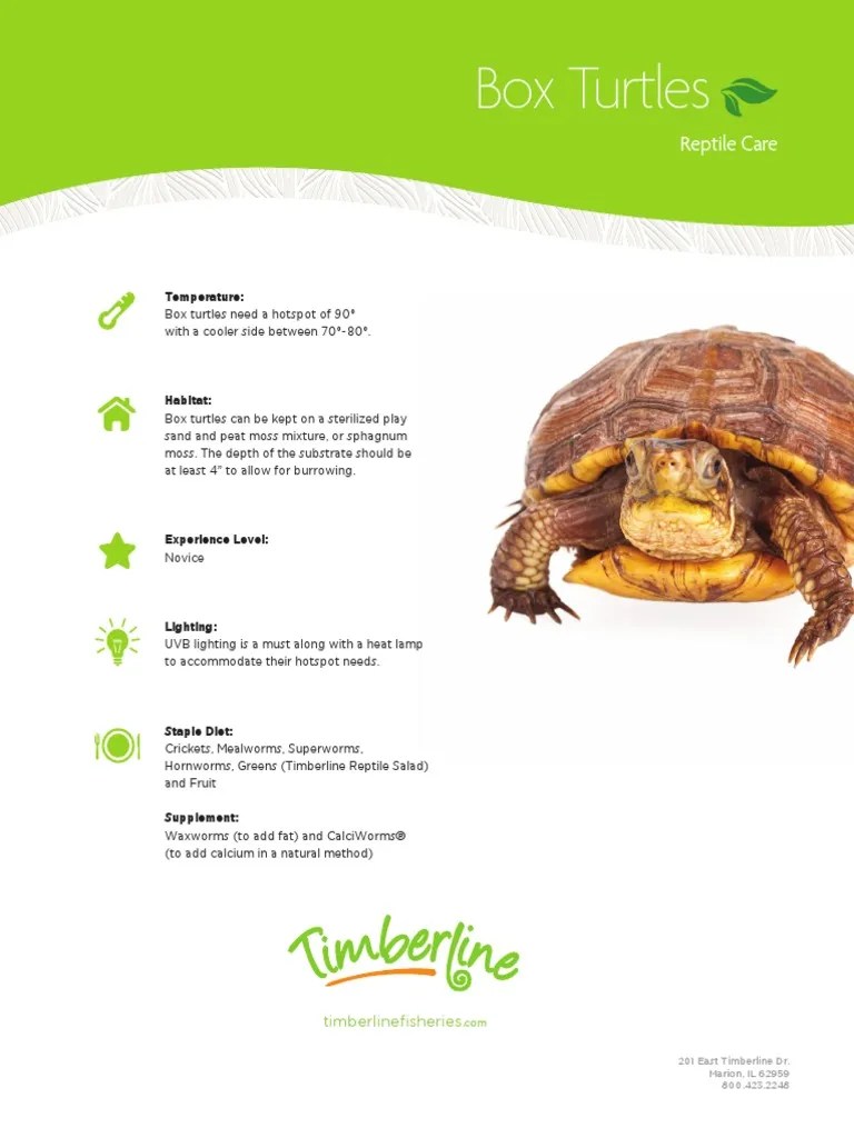 Box Turtles Care Sheet PDF