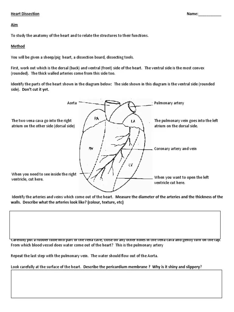 Heart Dissection PDF Heart Atrium (Heart)