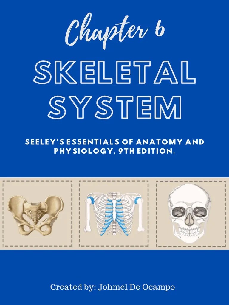 Anatomy - Physiology (Chapter 6 - Skeletal System) | PDF | Bone