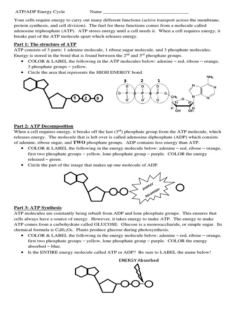 The ATP/ADP Energy Cycle How Cells Harness Chemical Energy from ATP to Power Their Functions
