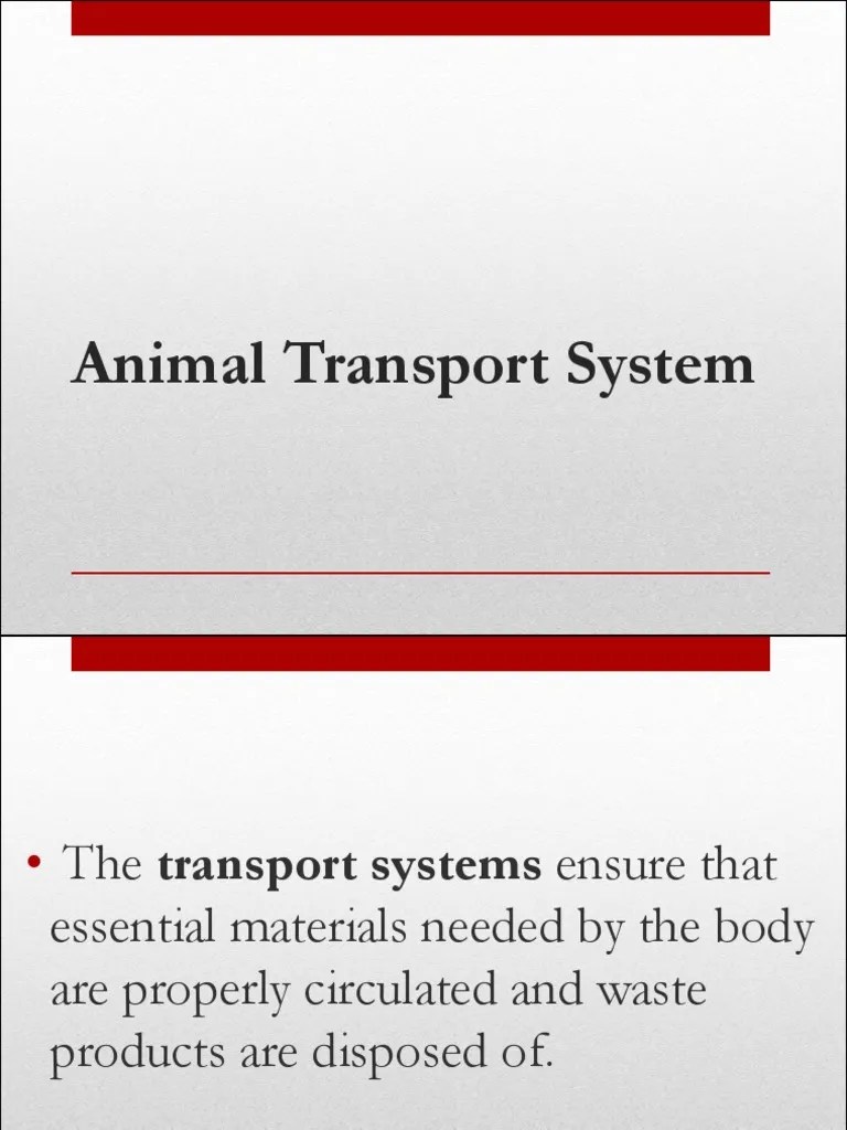 Animal Transport System 1 PDF Blood Circulatory System