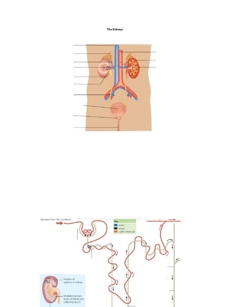 The Kidneys Labelling Worksheet PDF