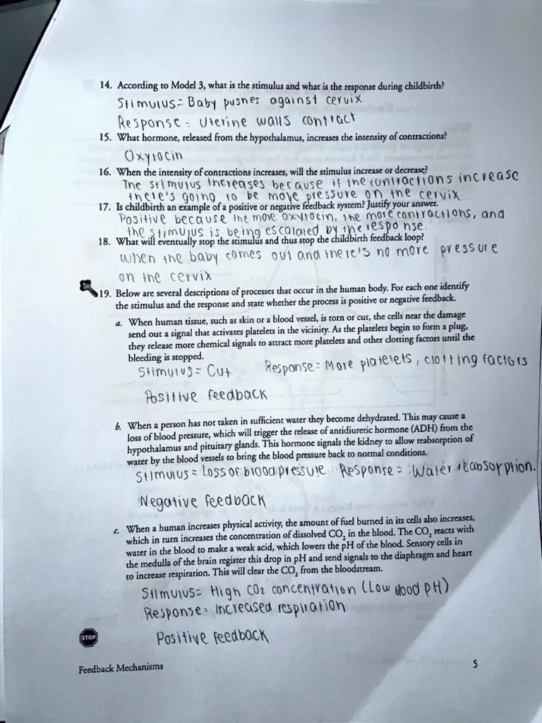 4.5 Pogil Feedback Mechanisms and Control of Blood Sugar Levels | PDF