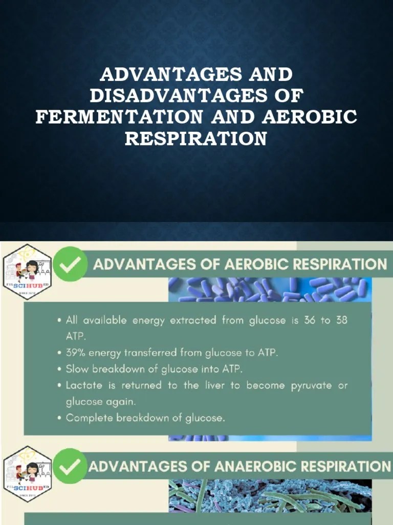 Advantages and Disadvantages of Fermentation and Aerobic Respiration PDF