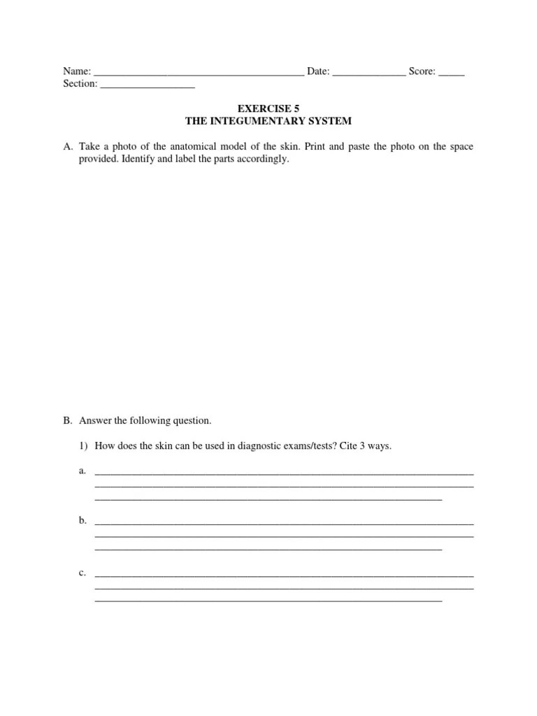Exercise 5 The Integumentary System Activity Sheet PDF Skin