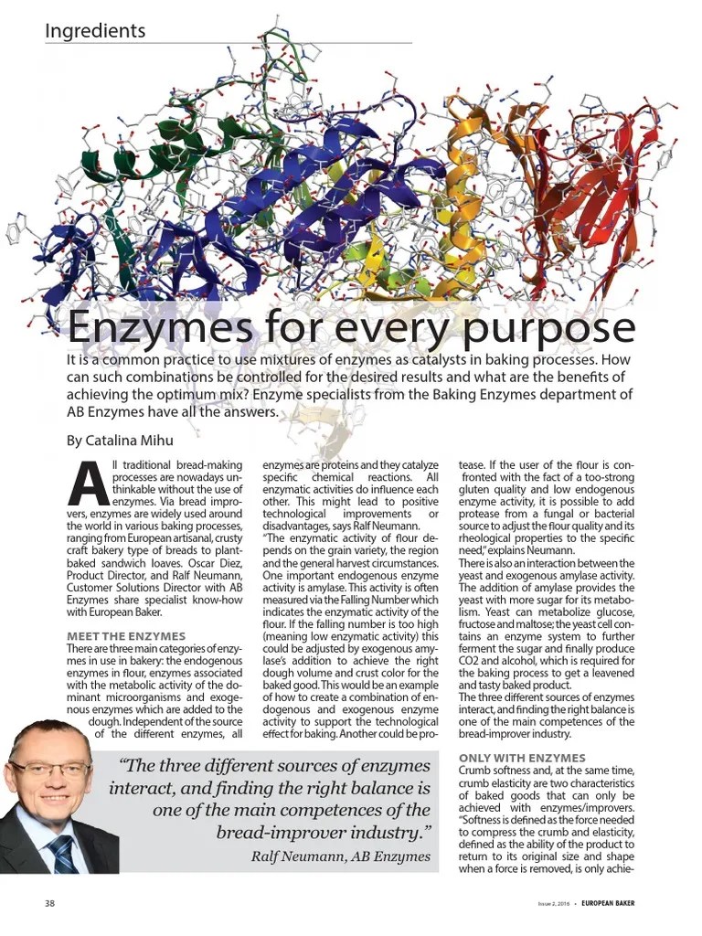 Enzymes For Every Purpose PDF Breads Enzyme