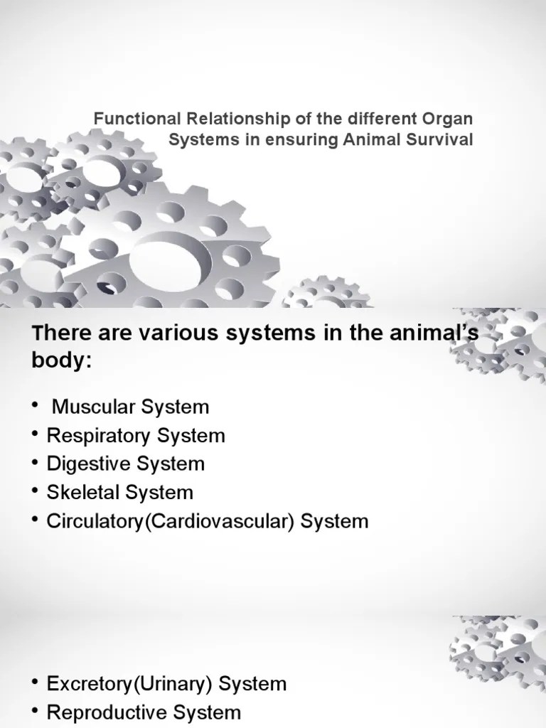 The Interdependence of Bodily Systems How Organ Systems Work Together