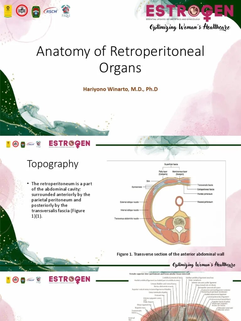 Anatomy of Retroperitoneal Organs PDF Pelvis Peritoneum