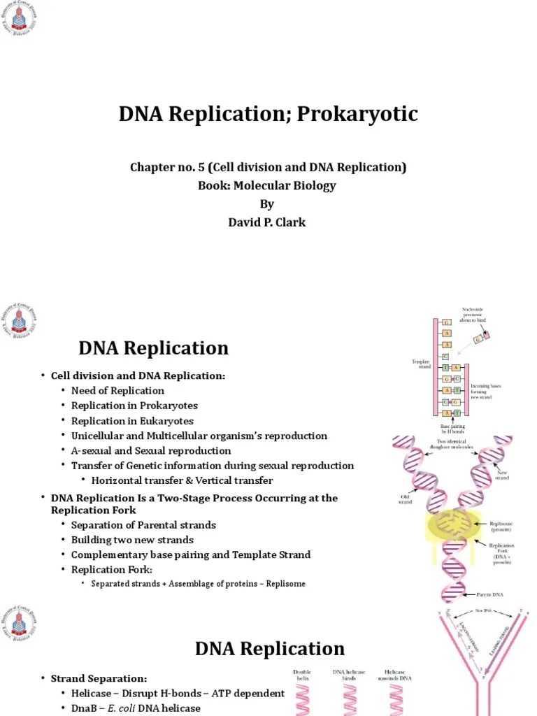 DNA Replication in Prokaryotes PDF Dna Replication Dna