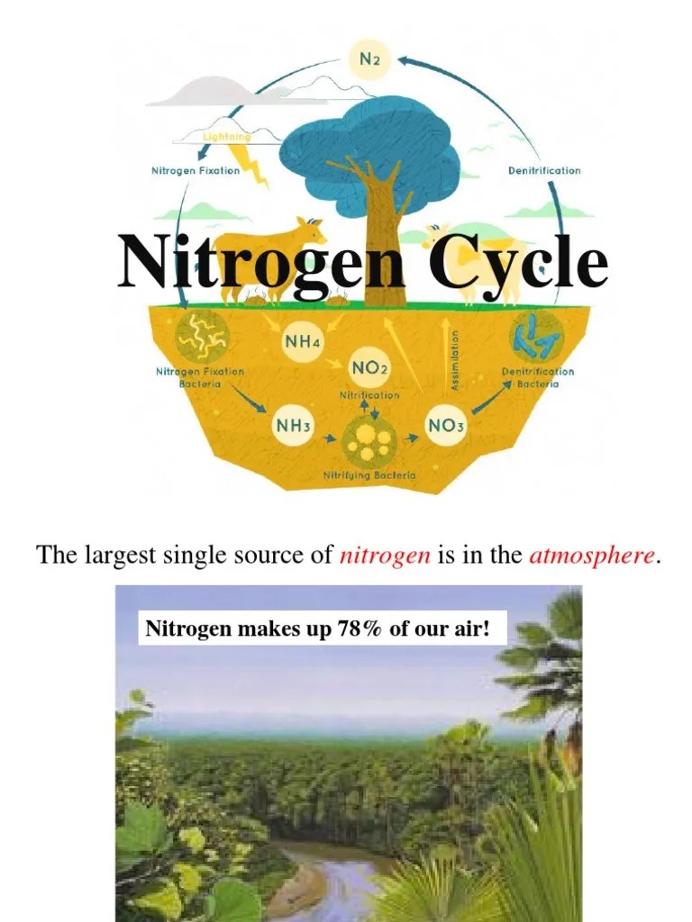 The Nitrogen Cycle Nature's Process of Converting Atmospheric Nitrogen