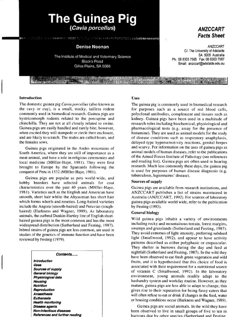 Guinea Pig 17 Anesthesia Guinea Pig