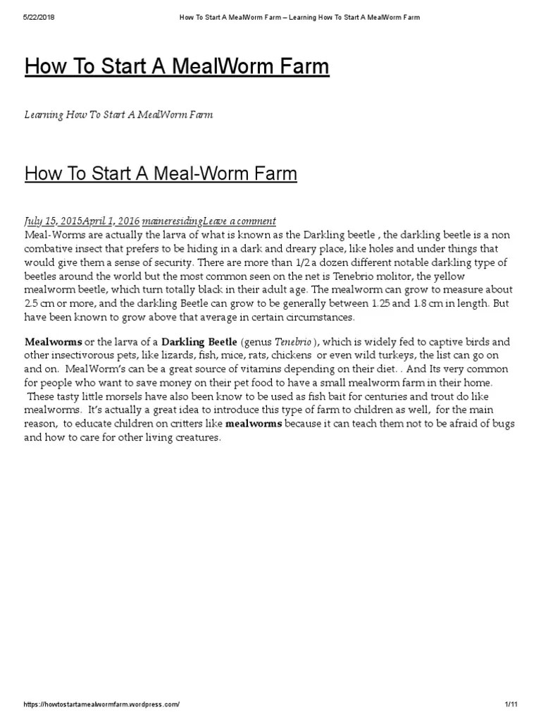 How To Start A Mealworm Farm Learning How To Start A Mealworm Farm