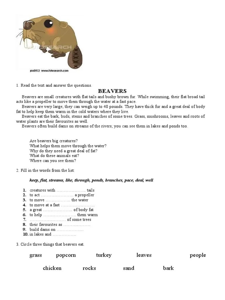 Beaver | PDF