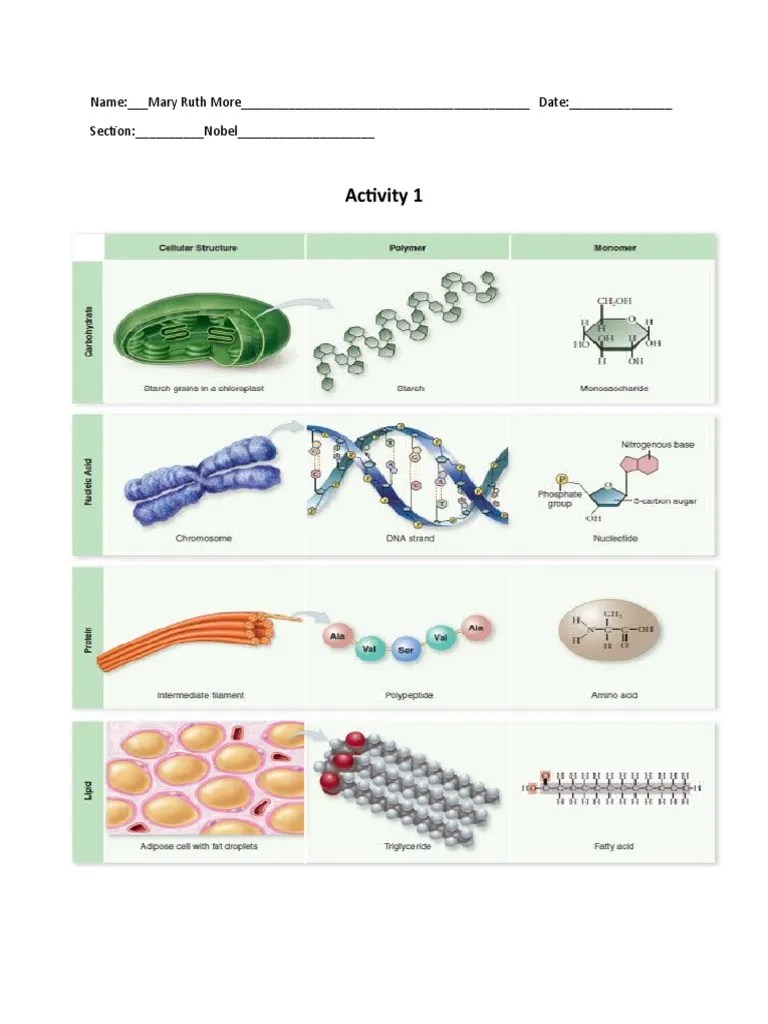 Biomolecules Activity PDF