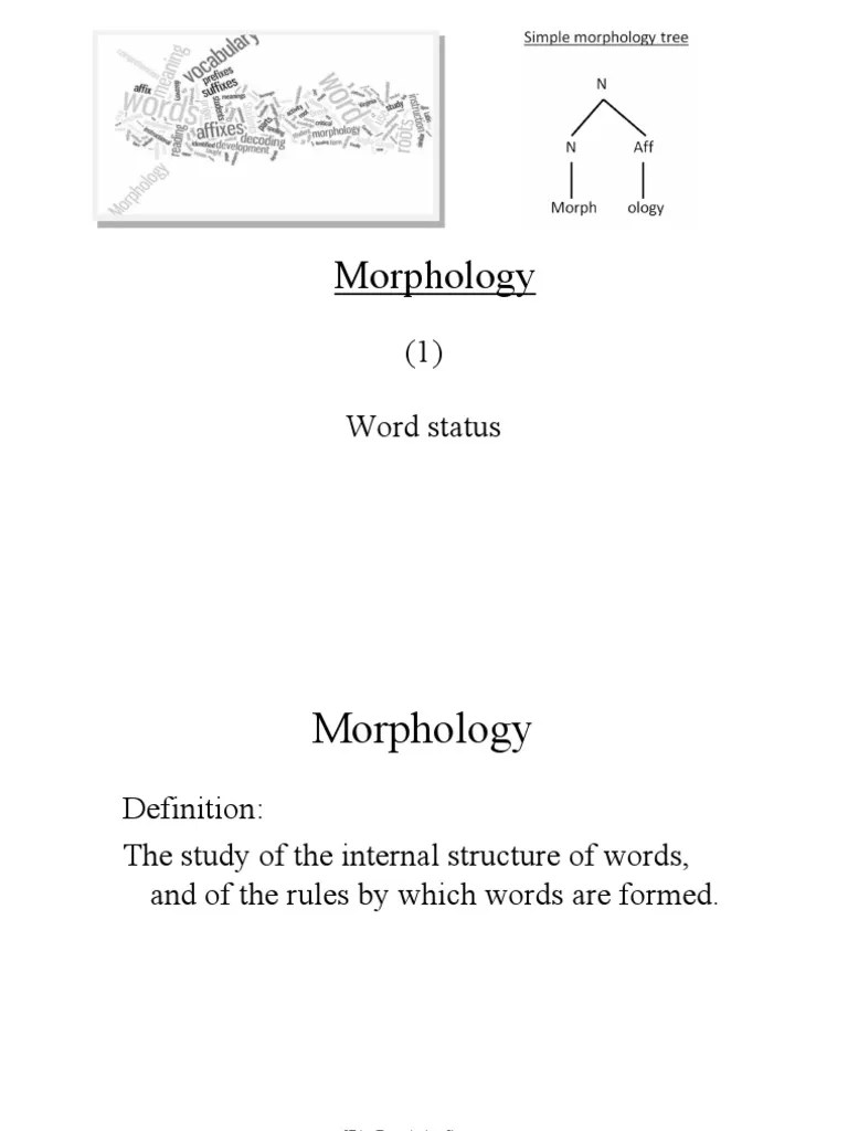 Morphology1Word Status PDF PDF Word Morphology (Linguistics)