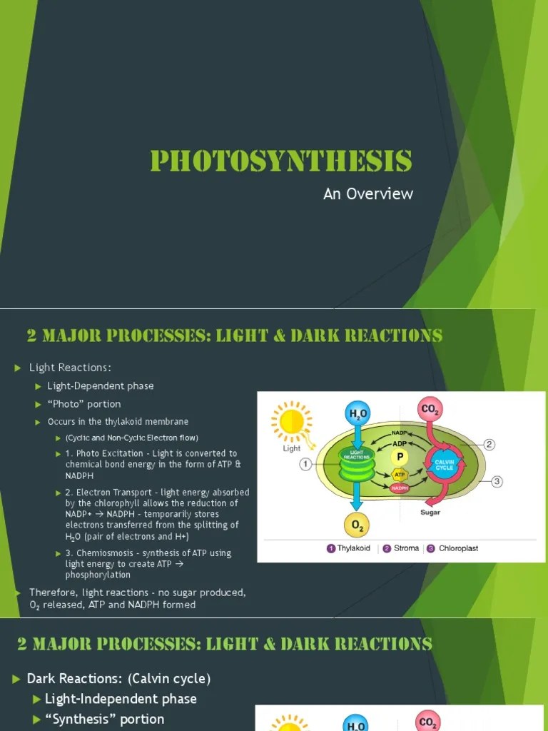 Lesson #4 - Photosynthesis - Cyclic-Noncyclic Electron Flow | PDF