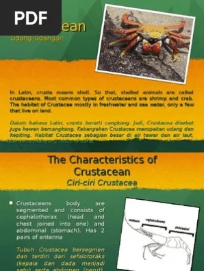 Crustacea and Insect | PDF