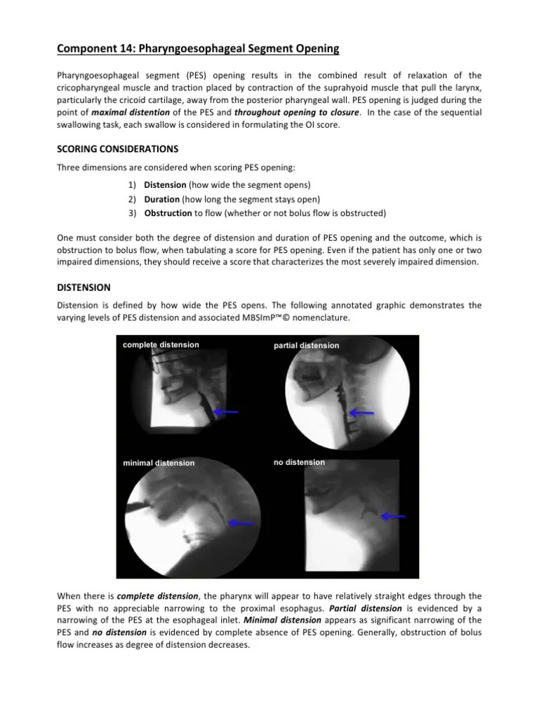 14-PES Opening | PDF | Esophagus | Respiratory System