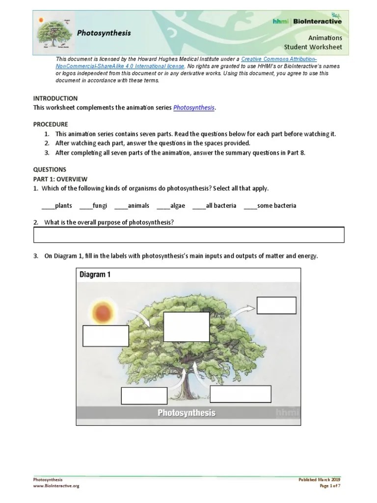 HHMI Biointeractive Photosynthesis WS PDF Photosynthesis Photochemistry