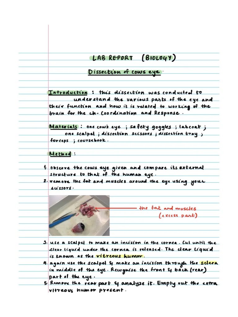 Cow Eye Dissection Lab Report | PDF | Eye | Human Eye