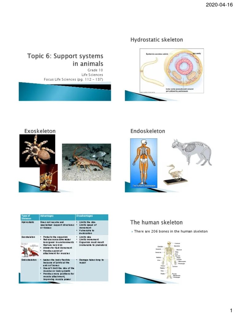 Topic 6 Support Systems in Animals PDF Skeleton Musculoskeletal System