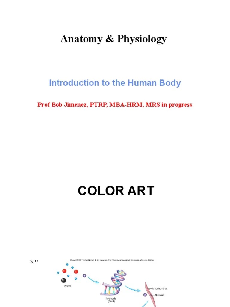 Anatomy Chapter 1 Introduction To The Human Body | PDF
