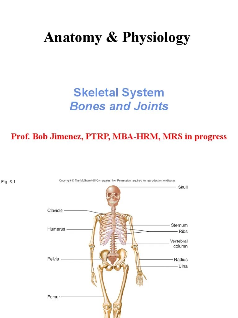 Anatomy Chapter 6 Skeletal System Bones and Joints | PDF