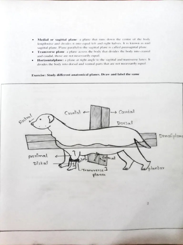 Anatomy Record 1' PDF