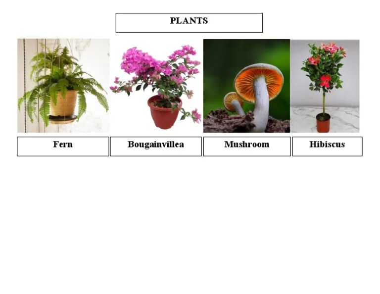 Classify Plants Word PDF