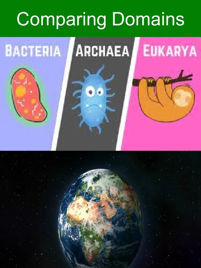 Domain Kingdom Phylum PDF Cell (Biology) Prokaryote