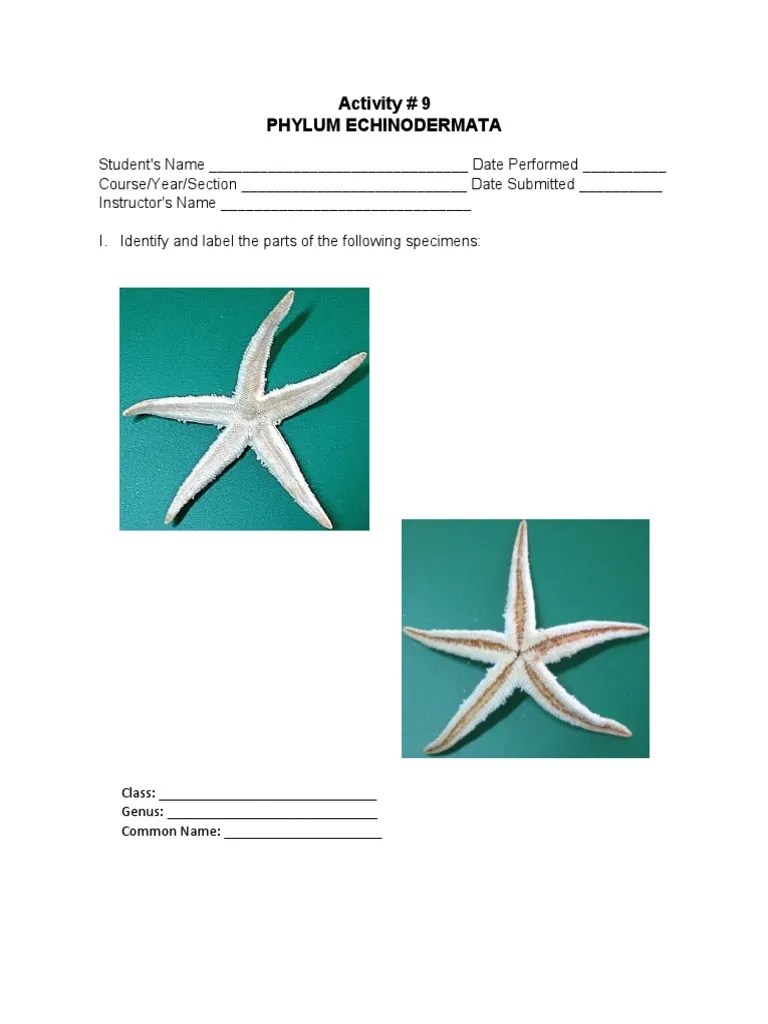 Act. 9 Phylum Echinodermata Worksheet PDF
