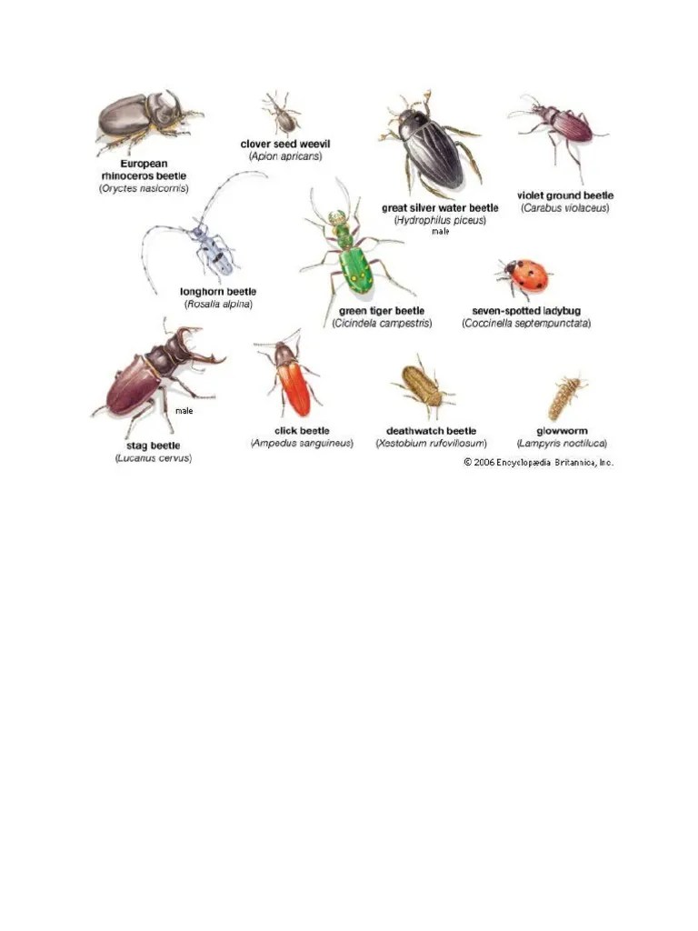 beetle names PDF