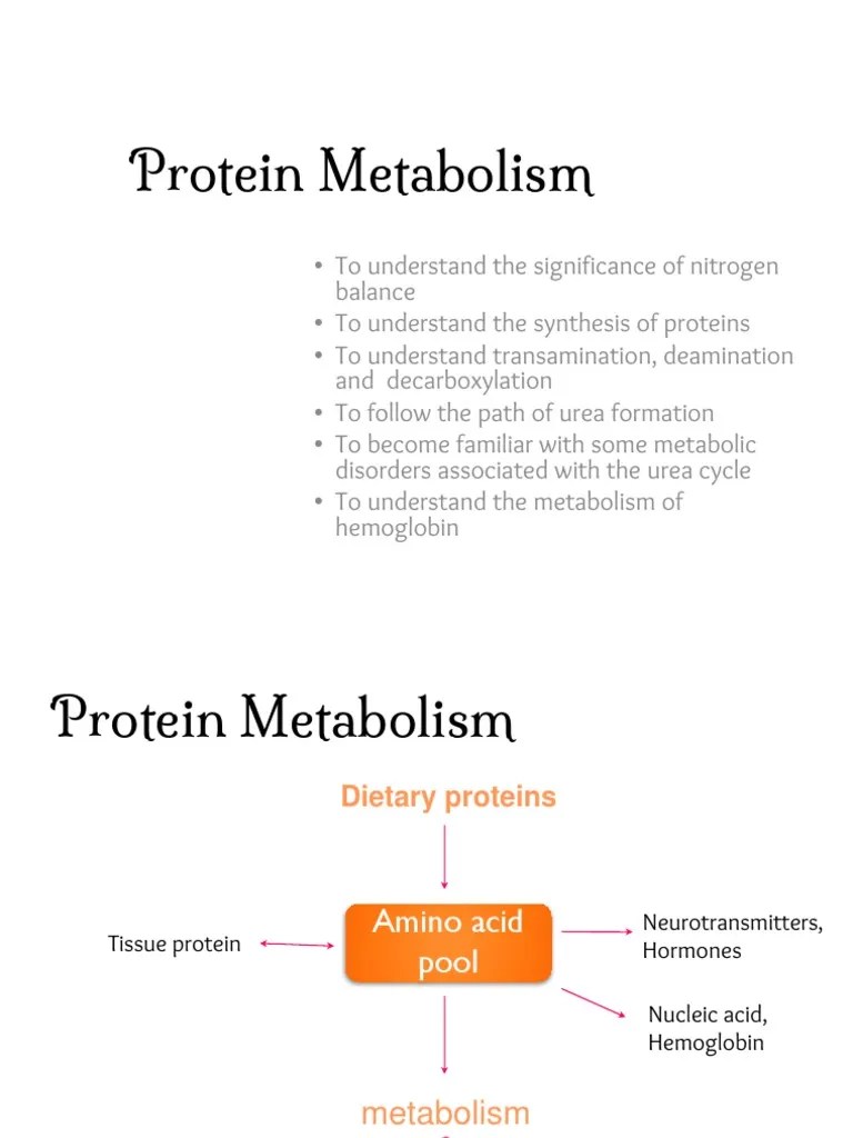 Protein Metabolism PDF