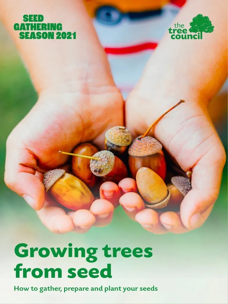 Growing Trees From Seed PDF