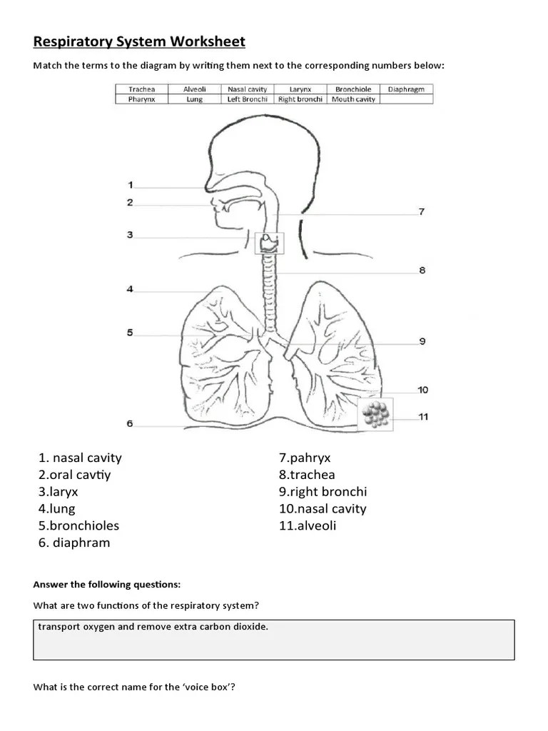 Respiratory System Worksheet PDF