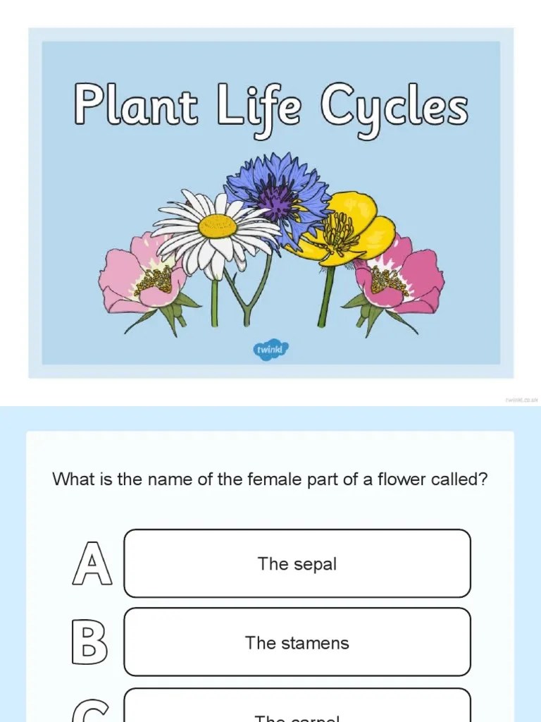 Plant Life Cycles Quiz PDF