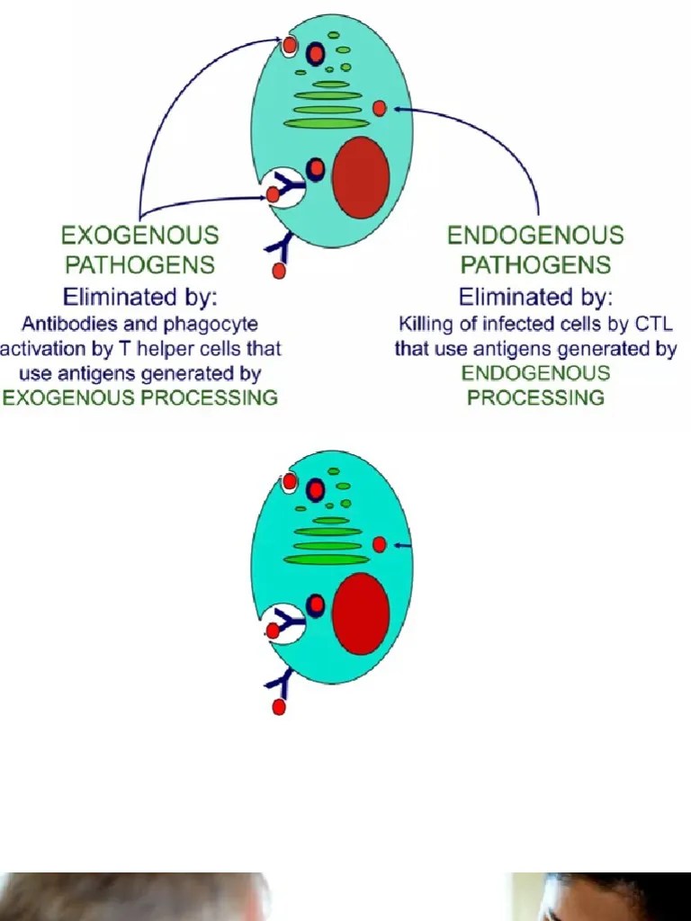 Antigen Processing PDF