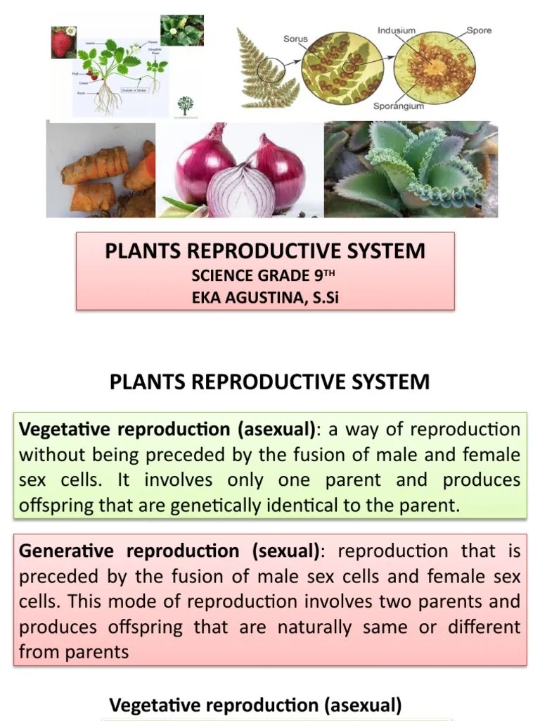 01 Plant Reproductive System PDF Plant Reproduction Flowers