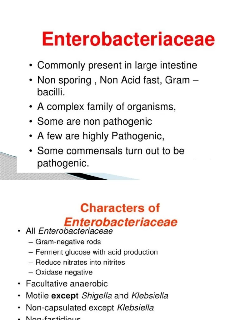 E Coli PDF Escherichia Coli Urinary Tract Infection
