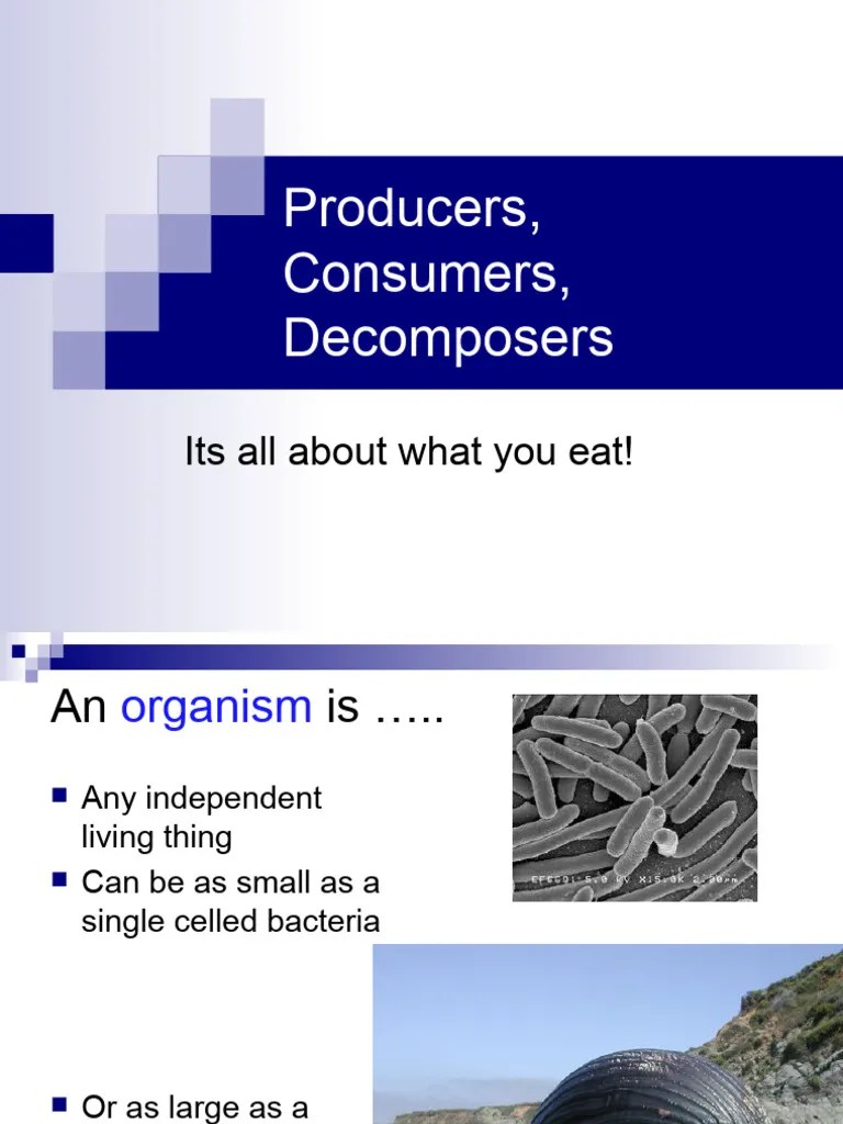 Producers Consumers PDF Herbivore Organisms