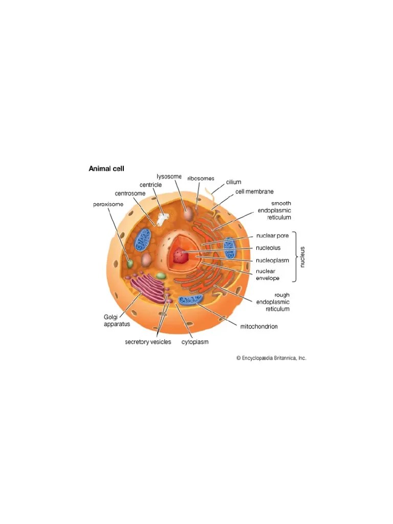 Cell Definition, Types, Functions, Diagram, Division, Theory, & Facts