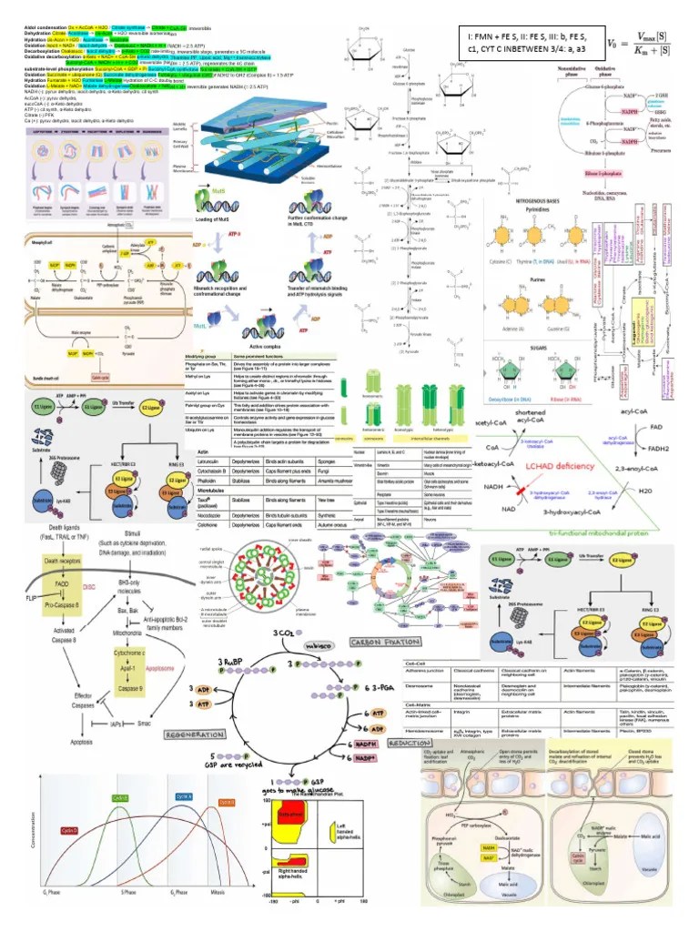 Cell Biology/Microbe Mission Cheat Sheet PDF