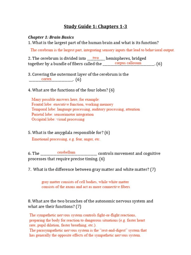 Brain Basics Answer | PDF | Neuron | Cerebellum