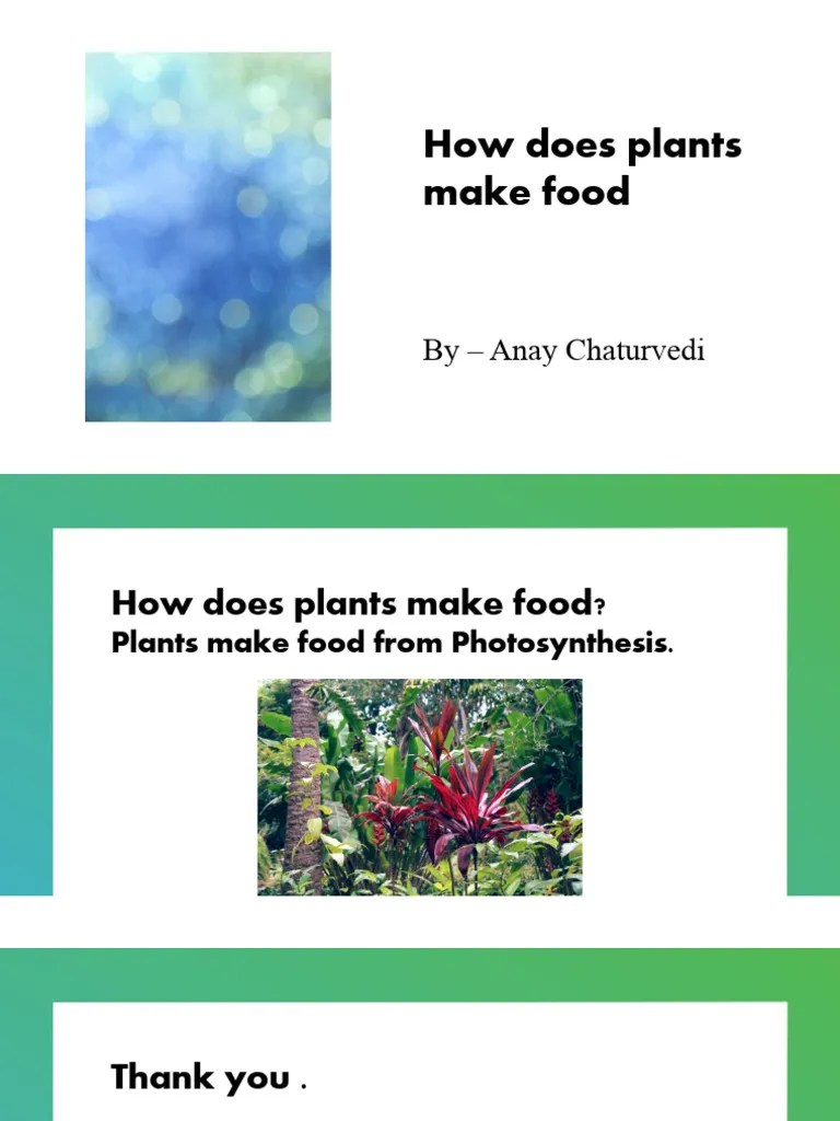 How Does Plants Make Food. PDF