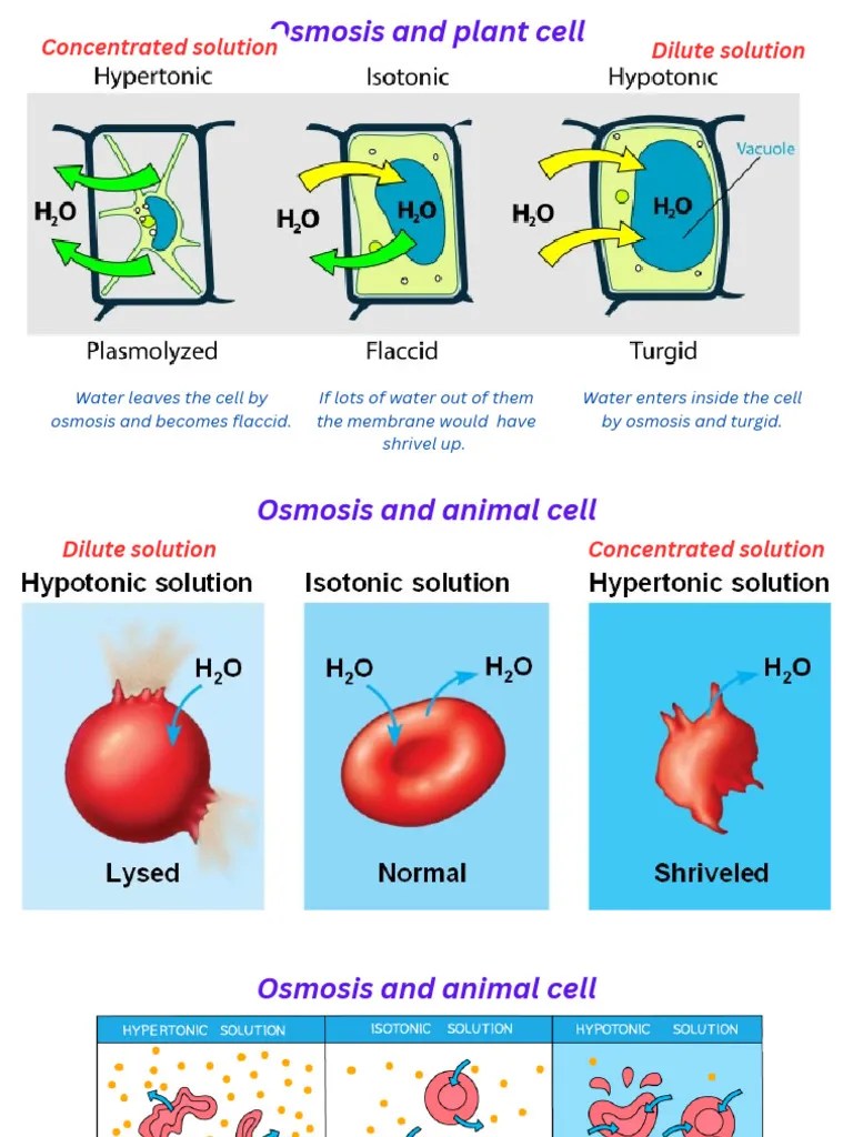 Osmosis Questions PDF Osmosis Diffusion