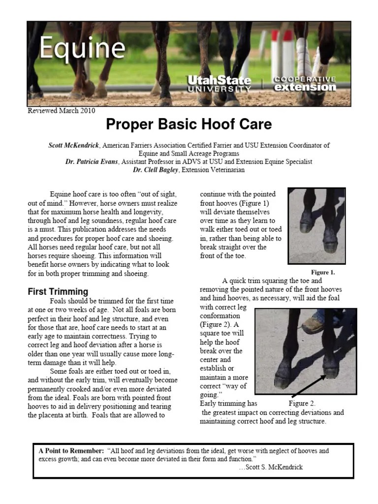 Proper Basic Hoof Care PDF Horses Equus (Genus)